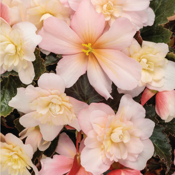 Proven Winners Direct Double Delight Appleblossom (Begonia) - New Proven Winners Variety 2024