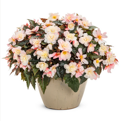 Proven Winners Direct Double Delight Appleblossom (Begonia) - New Proven Winners Variety 2024