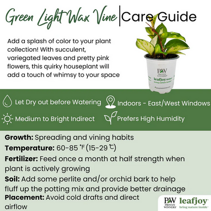 Proven Winners Direct leafjoy littles Green Light Wax Vine (Hoya) - New Proven Winners Product 2024