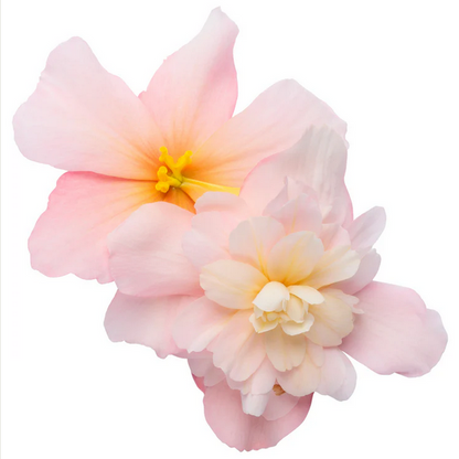 Proven Winners Direct Double Delight Appleblossom (Begonia) - New Proven Winners Variety 2024