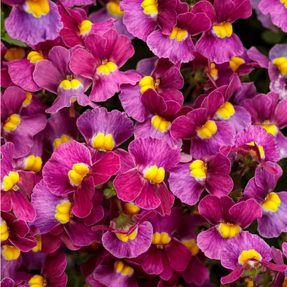 Proven Winners Direct Aromance Mulberry (Nemesia)