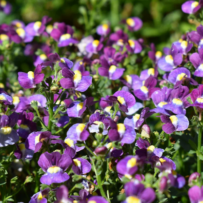 Proven Winners Direct Aromance Mulberry (Nemesia)