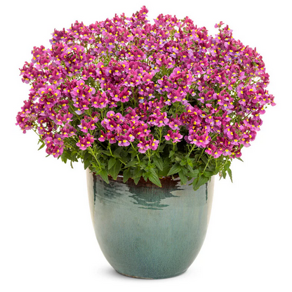 Proven Winners Direct Aromance Mulberry (Nemesia)