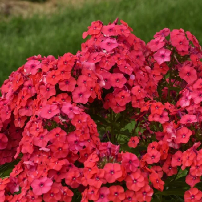 Proven Winners Direct Luminary 'Sunset Coral' Tall Garden Phlox