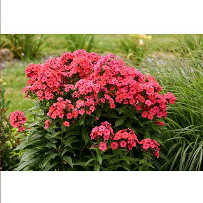 Proven Winners Direct Luminary 'Sunset Coral' Tall Garden Phlox