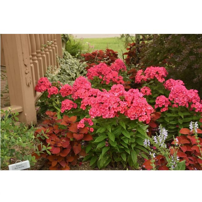 Proven Winners Direct Luminary 'Sunset Coral' Tall Garden Phlox