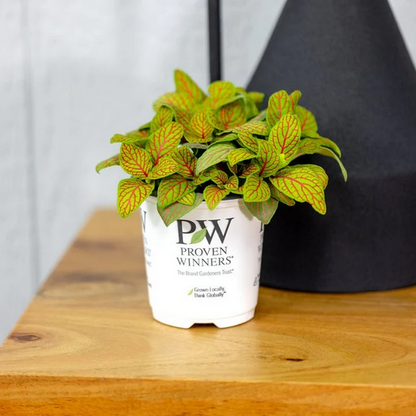 Proven Winners Direct leafjoy littles Network News Primetime Nerve Plant (Fittonia albivenis) - New Proven Winners Product 2024