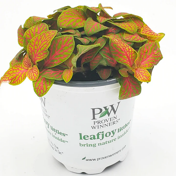 Proven Winners Direct leafjoy littles Network News Primetime Nerve Plant (Fittonia albivenis) - New Proven Winners Product 2024