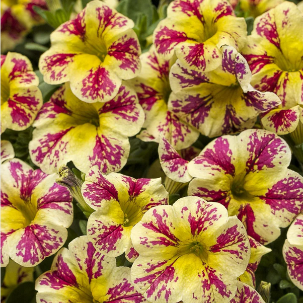 Proven Winners Direct Superbells Holy Moly! (Calibrachoa)