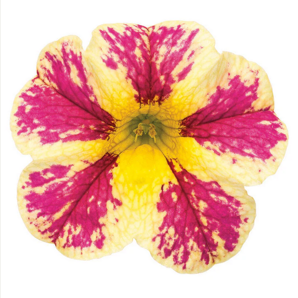 Proven Winners Direct Superbells Holy Moly! (Calibrachoa)