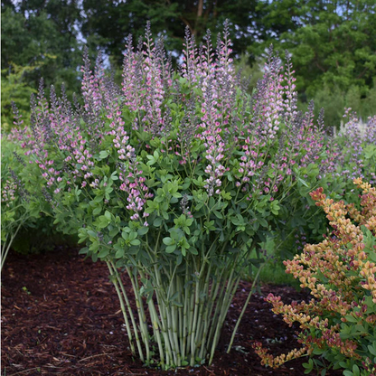 Proven Winners Direct Decadence Deluxe Pink Truffles False Indigo (Baptisia)