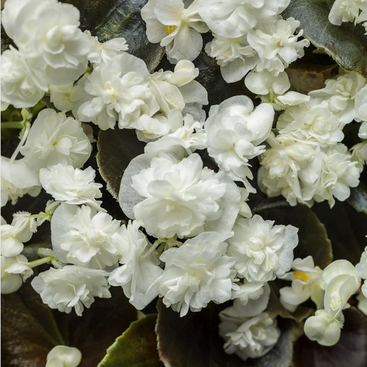 Proven Winners Direct Double Up White (Begonia)