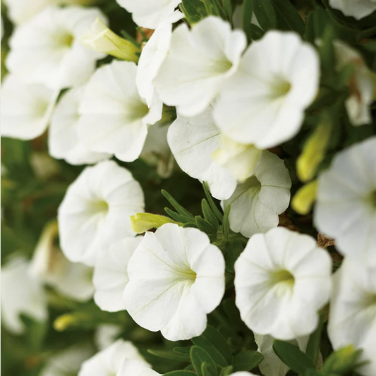 Proven Winners Direct Superbells White (Calibrachoa)