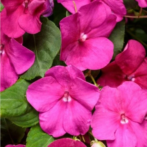 Proven Winners Direct Soprano Violet Shades (Impatiens)