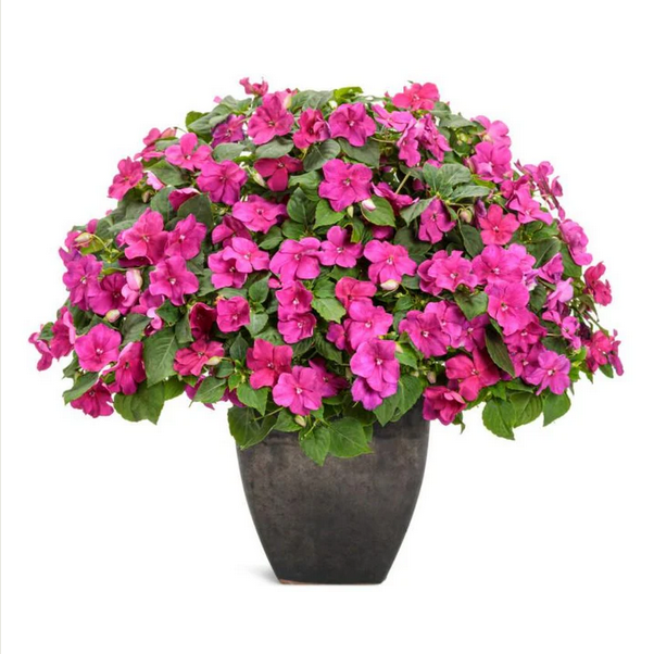 Proven Winners Direct Soprano Violet Shades (Impatiens)