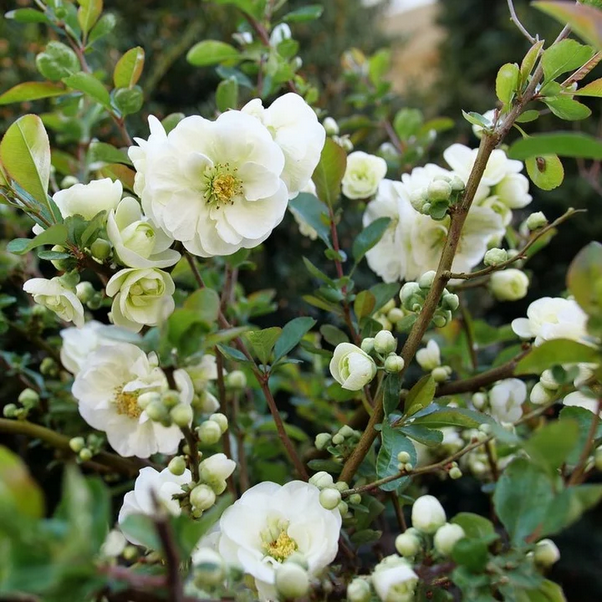 Proven Winners Direct Double Take Eternal White Quince