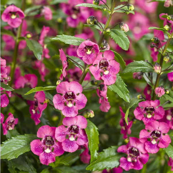 Proven Winners Direct Angelface Perfectly Pink Summer Snapdragon (Angelonia)