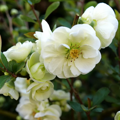 Proven Winners Direct Double Take Eternal White Quince