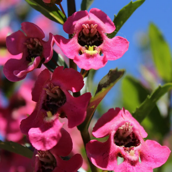 Proven Winners Direct Angelface Perfectly Pink Summer Snapdragon (Angelonia)