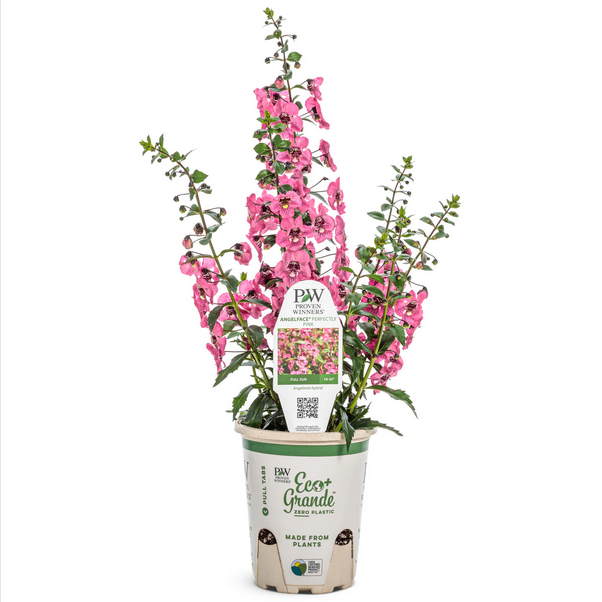 Proven Winners Direct Angelface Perfectly Pink Summer Snapdragon (Angelonia)