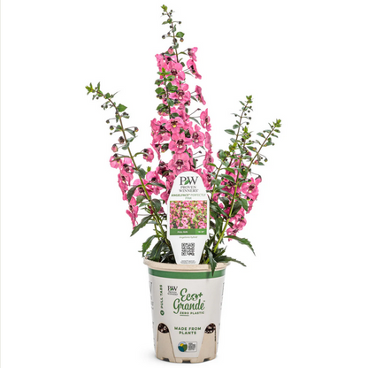 Proven Winners Direct Angelface Perfectly Pink Summer Snapdragon (Angelonia)