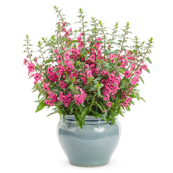 Proven Winners Direct Angelface Perfectly Pink Summer Snapdragon (Angelonia)