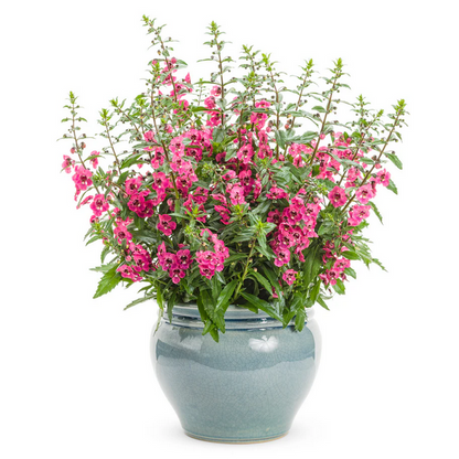 Proven Winners Direct Angelface Perfectly Pink Summer Snapdragon (Angelonia)