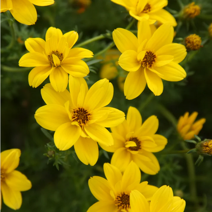 Proven Winners Direct Goldilocks Rocks (Bidens)