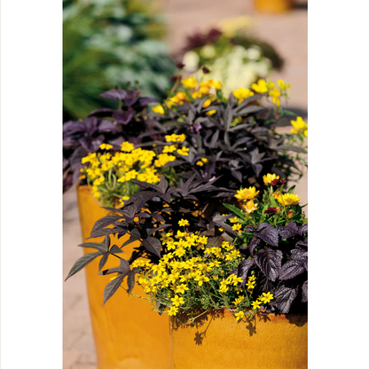 Proven Winners Direct Goldilocks Rocks (Bidens)