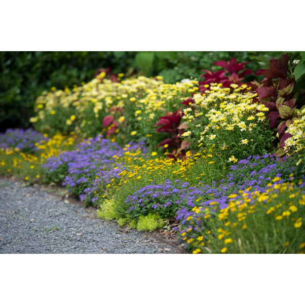 Proven Winners Direct Goldilocks Rocks (Bidens)