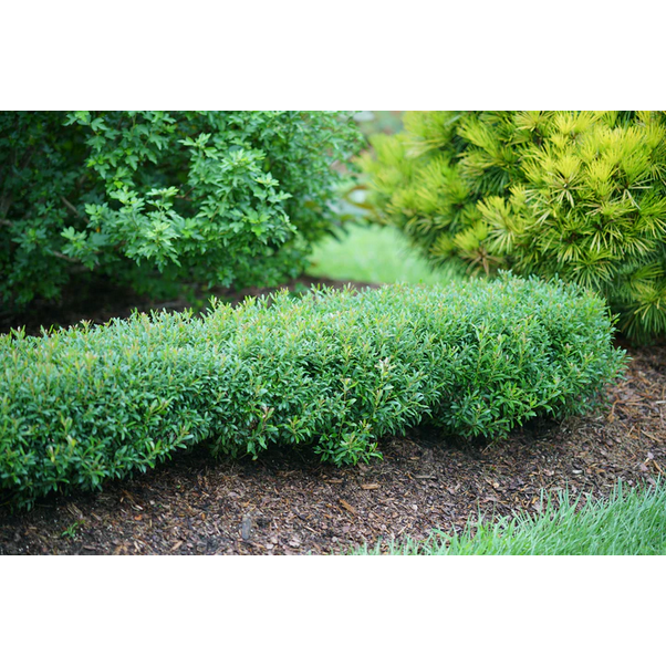 Proven Winners Direct Gem Box Inkberry Holly (Ilex)