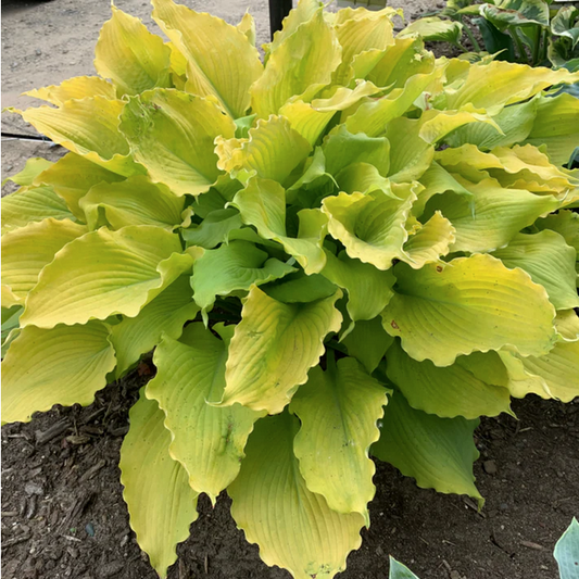 Proven Winners Direct Shadowland 'Echo the Sun' Hosta hybrid