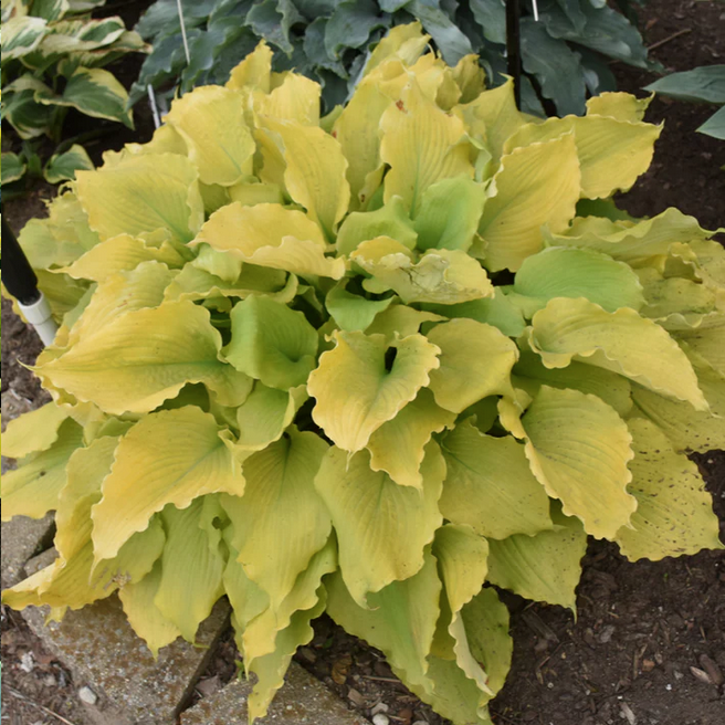 Proven Winners Direct Shadowland 'Echo the Sun' Hosta hybrid