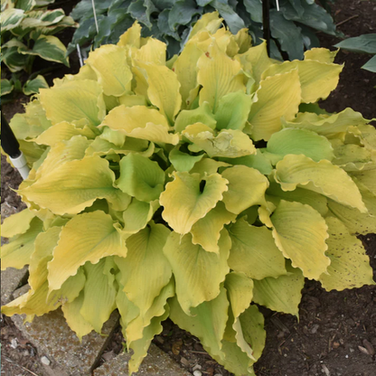 Proven Winners Direct Shadowland 'Echo the Sun' Hosta hybrid