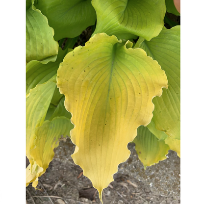 Proven Winners Direct Shadowland 'Echo the Sun' Hosta hybrid