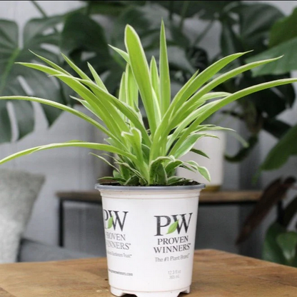 Proven Winners Direct leafjoy littles Pixie Punk Spider Plant (Chlorophytum comosum) - New Proven Winners Product 2024