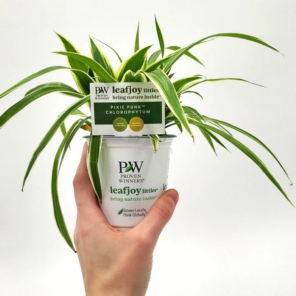 Proven Winners Direct leafjoy littles Pixie Punk Spider Plant (Chlorophytum comosum) - New Proven Winners Product 2024