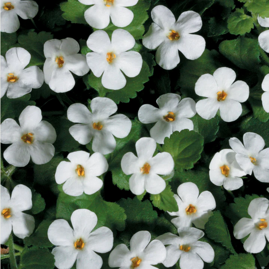 Proven Winners Direct Snowstorm Giant Snowflake Bacopa (Sutera)