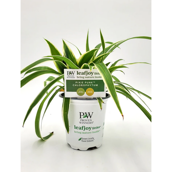 Proven Winners Direct leafjoy littles Pixie Punk Spider Plant (Chlorophytum comosum) - New Proven Winners Product 2024