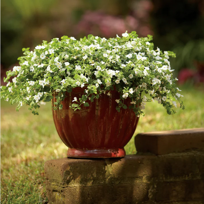 Proven Winners Direct Snowstorm Giant Snowflake Bacopa (Sutera)