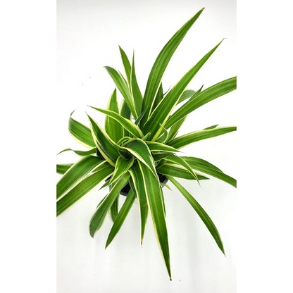 Proven Winners Direct leafjoy littles Pixie Punk Spider Plant (Chlorophytum comosum) - New Proven Winners Product 2024