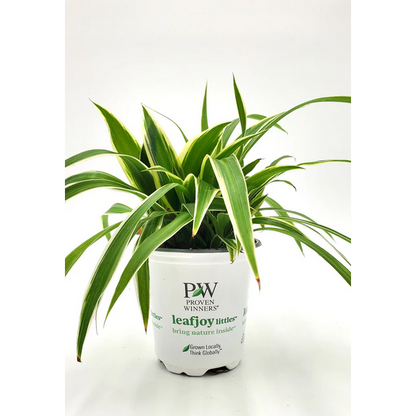 Proven Winners Direct leafjoy littles Pixie Punk Spider Plant (Chlorophytum comosum) - New Proven Winners Product 2024