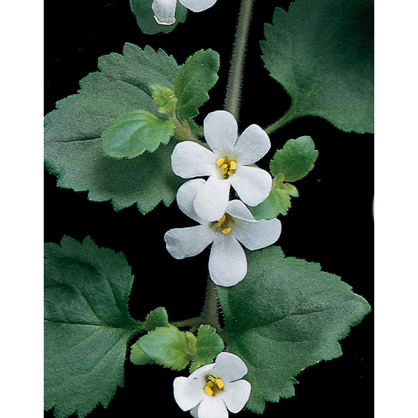 Proven Winners Direct Snowstorm Giant Snowflake Bacopa (Sutera)