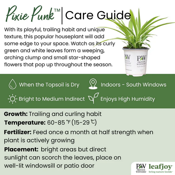 Proven Winners Direct leafjoy littles Pixie Punk Spider Plant (Chlorophytum comosum) - New Proven Winners Product 2024