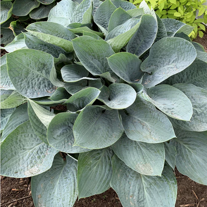 Proven Winners Direct Shadowland 'Above the Clouds' (Hosta hybrid)