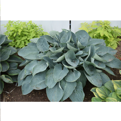 Proven Winners Direct Shadowland 'Above the Clouds' (Hosta hybrid)