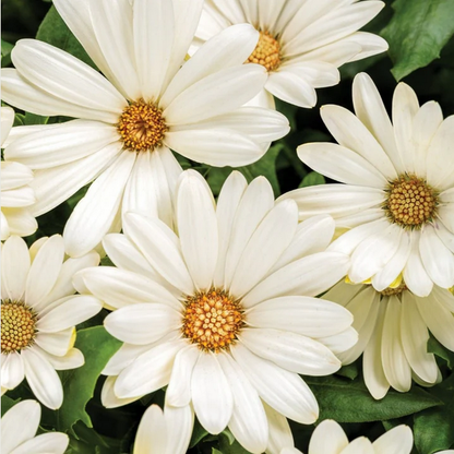 Proven Winners Direct Bright Lights White African Daisy (Osteospermum)