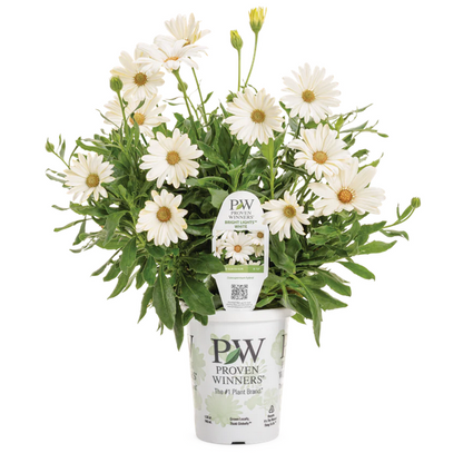 Proven Winners Direct Bright Lights White African Daisy (Osteospermum)