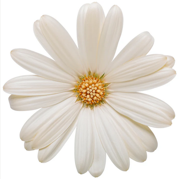 Proven Winners Direct Bright Lights White African Daisy (Osteospermum)