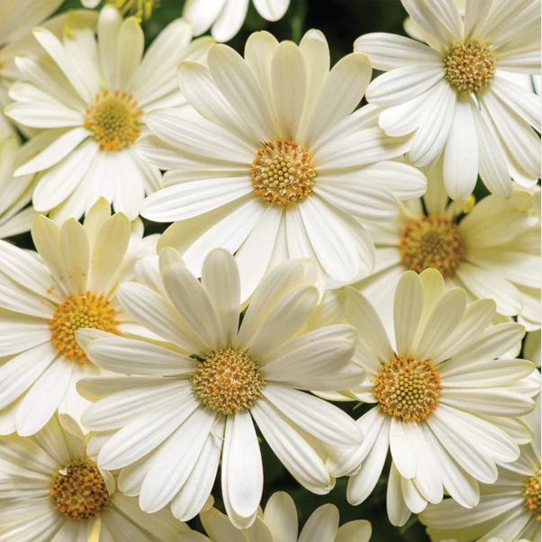 Proven Winners Direct Bright Lights White African Daisy (Osteospermum)